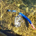 Dashausamsee בית נופש