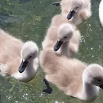 Dashausamsee בית נופש דובריאך