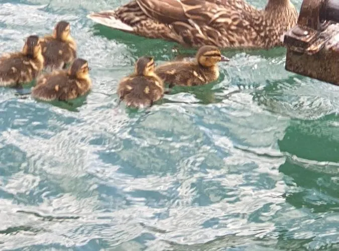 度假居 Dashausamsee *