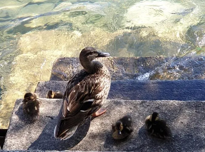 Dashausamsee * 多布里亚赫